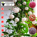 球兰花苗 绿叶花心球兰大苗攀援植物 室内爬藤吊兰盆栽花卉