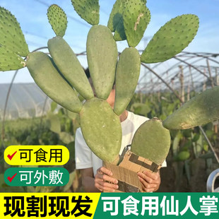 仙人掌药用外敷可食用药用的多肉植物盆栽防辐射美容嫁接外敷内服