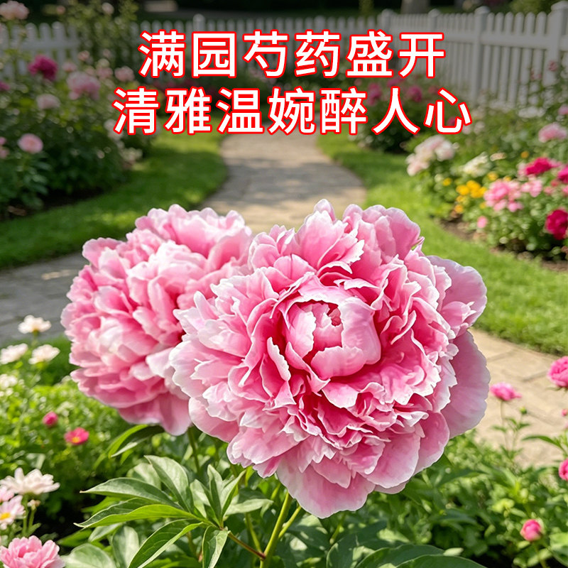 重瓣芍药花苗带芽种根阳台盆栽庭院地栽耐寒鲜花观赏牡丹花卉植物图片