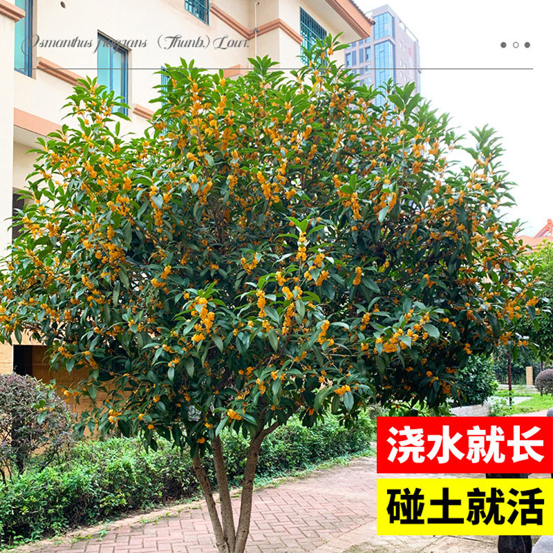 桂花树苗四季桂大型花卉八月庭院原生高杆金丹天香台阁沉香地盆栽