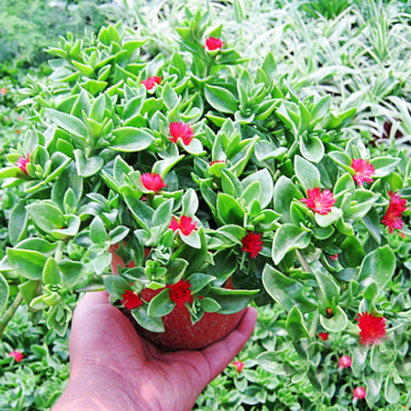 牡丹吊兰盆栽红花垂吊植物室内阳台四季珍珠吊兰开花绿植