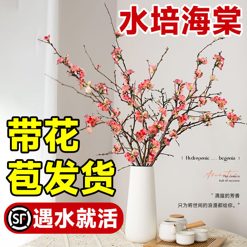 水培鲜枝海棠干室内养花卉图片