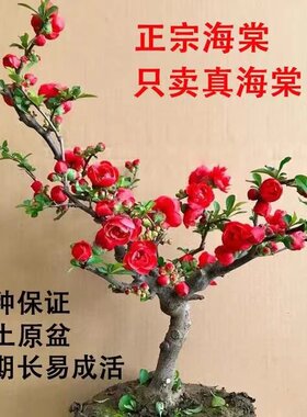 【正品海棠】长寿冠盆景栽