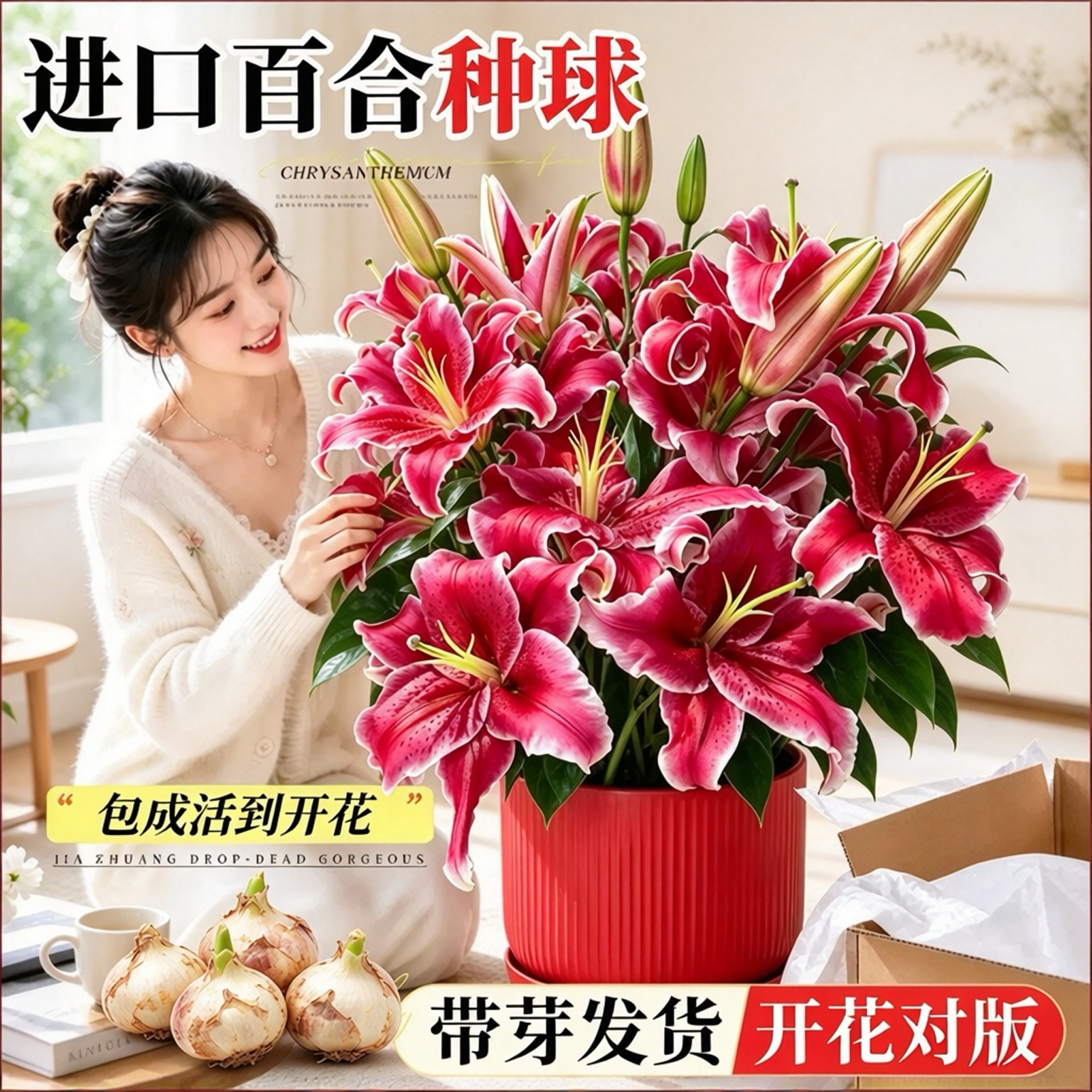 进口重瓣香水百合种球地栽室内外盆栽观花植物鲜花好养活耐寒花卉