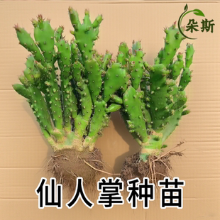 千手观音仙人掌千佛手开花老桩树型盆栽夏季大型绿植室内外耐旱