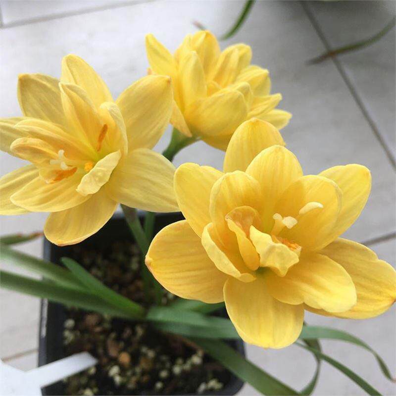 四季开花重瓣风雨兰种球绿植葱兰花种庭院阳台盆栽花卉植物室内花 - 实物图