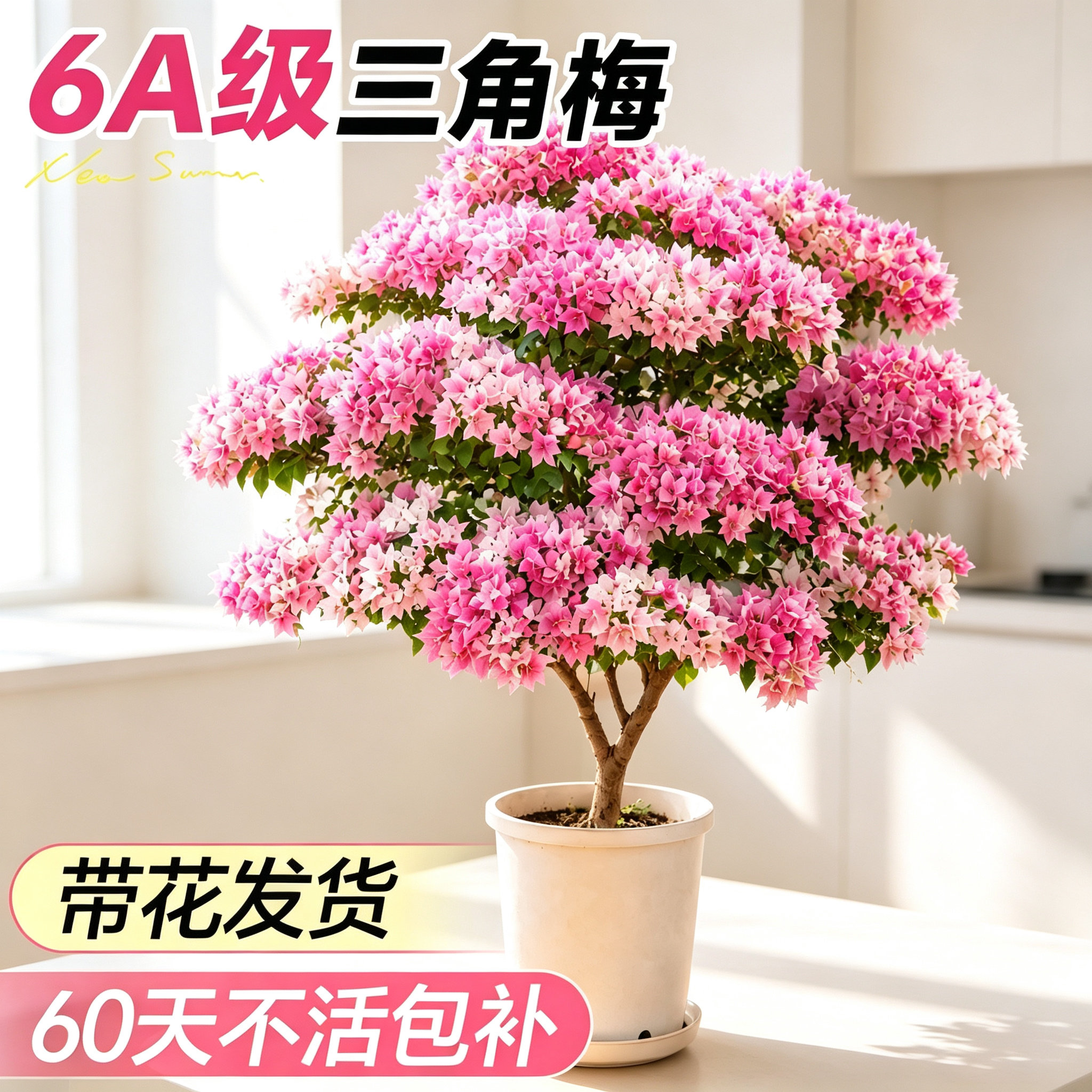 三角梅盆栽四季开花老桩带花好养