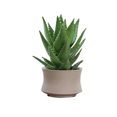 库拉索新鲜芦荟叶片美容灌肤