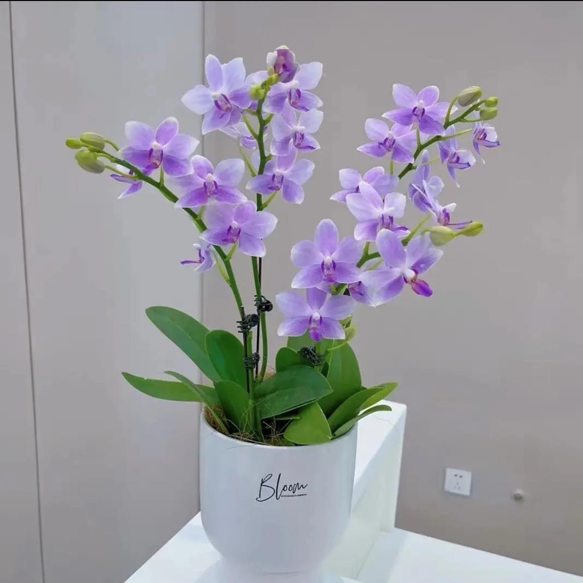 蝴蝶兰花苗带花剑带花苞盆栽兰花大苗客厅室内植物花卉四季好养活