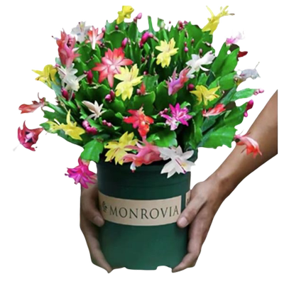 蟹爪兰盆栽带花苞多色苗四季