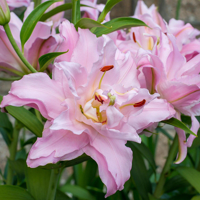 进口重瓣香水百合花种球四季花卉室内阳台好养盆栽多年生花卉绿植