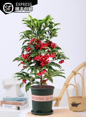 金玉满堂花植物带果发货富贵籽盆栽黄金万两室内客厅年宵花绿植