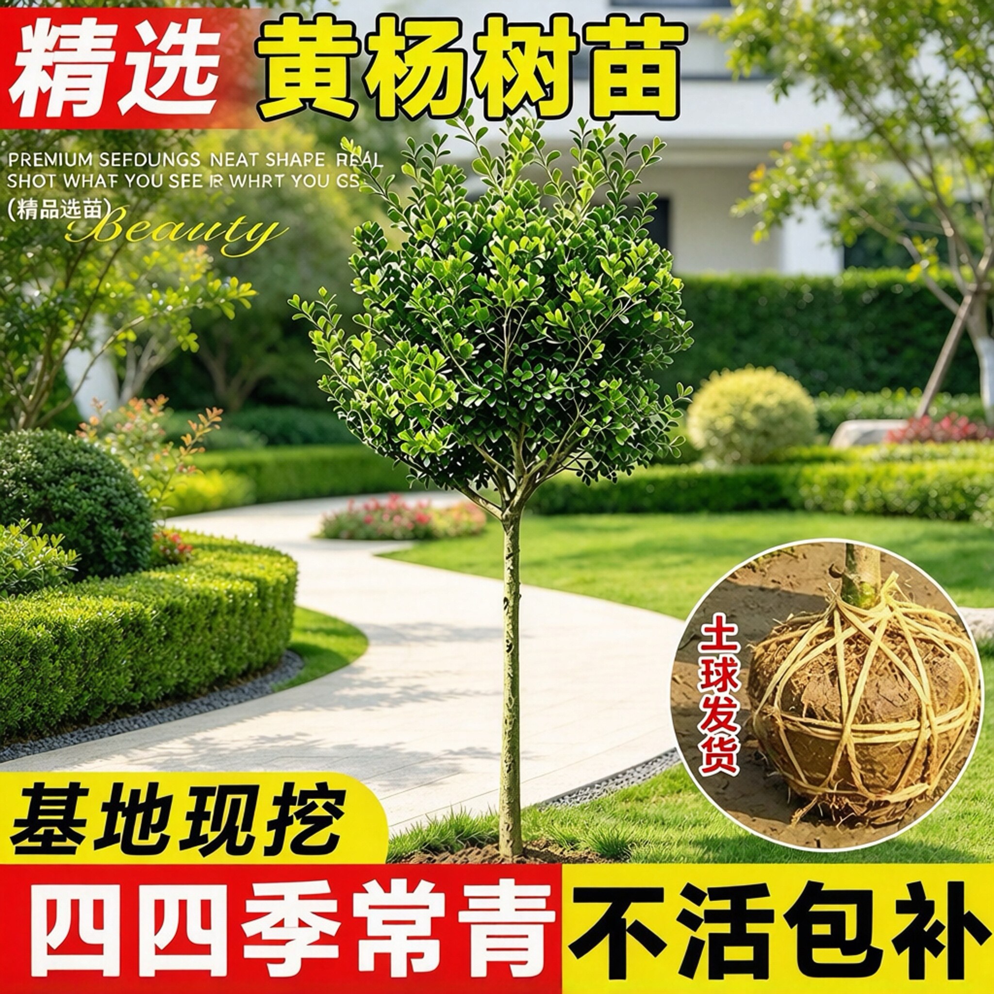 独杆黄杨树苗庭院地栽四季常青别墅庭院耐寒小叶瓜子黄杨苗易成活