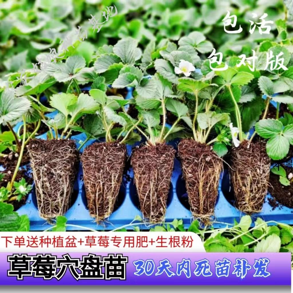 草莓苗脱毒穴盘四季阳台盆