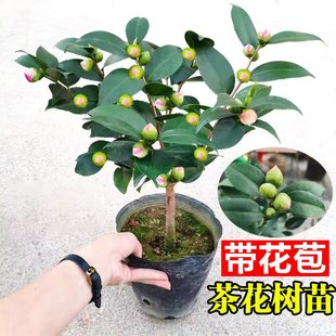 香妃茶花盆栽带花苞山茶树苗室内庭院开花植物好养活四季花卉绿植