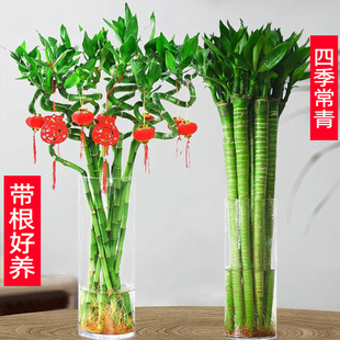 水培植物富贵竹转运竹子室内客厅绿植盆栽开运竹文昌龙竹节节高
