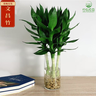 文昌竹4支 带根节节高水培文昌竹绿植花卉植物室内花富贵竹水养开