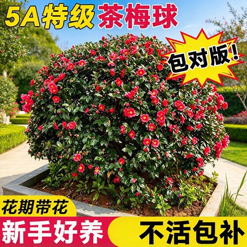 茶梅花树苗四季开花卉绿植物庭院地栽常青别墅园林工程绿化小苗木