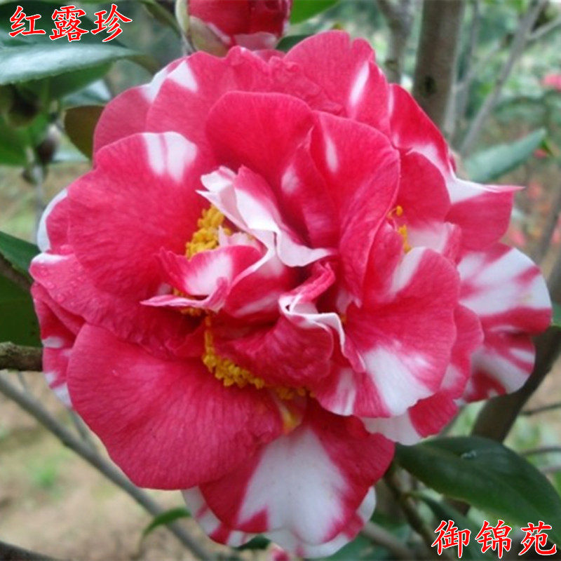 精品茶花苗红露珍花露珍茶花树苗庭院阳台花卉盆栽当年开花包邮