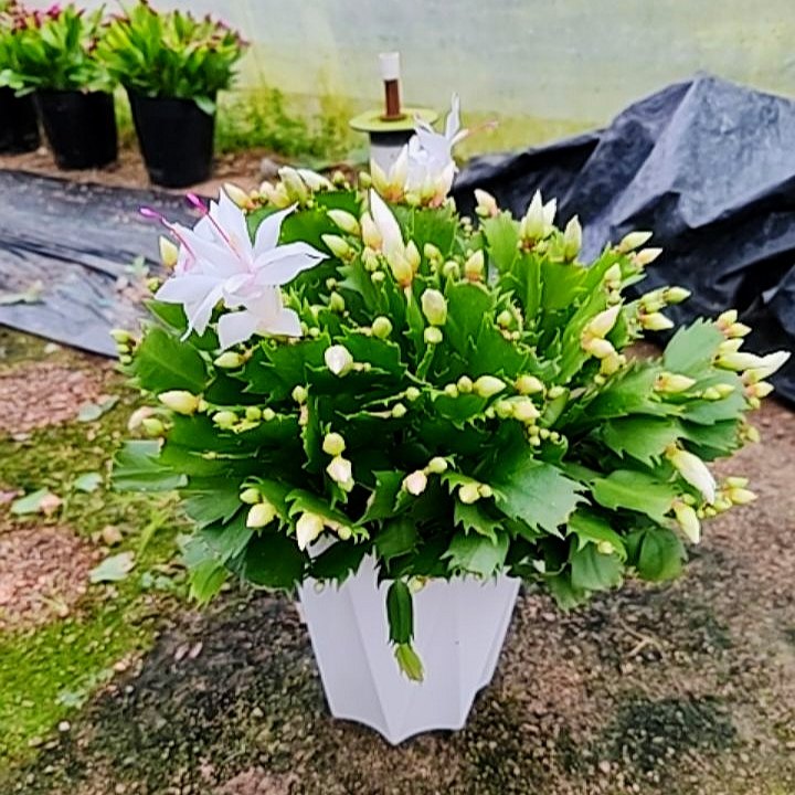 白玛丽蟹爪兰盆栽带盆带花苞花卉植物室内绿植好养活四季开花苗