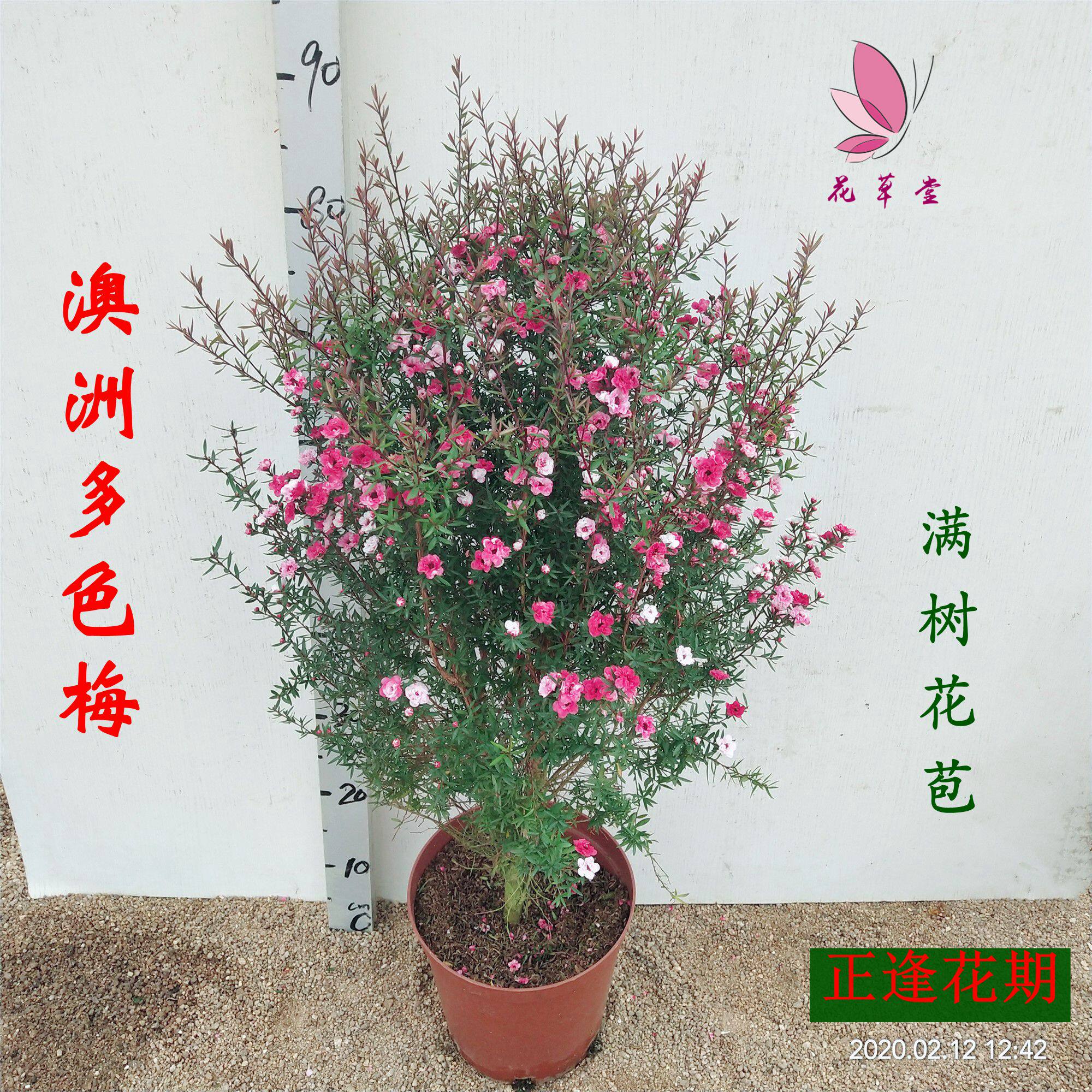 澳洲松红梅一树多色型庭院观花植物四季常绿图片