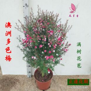 澳洲松红梅一树多色盆栽室内花卉庭院观花植物四季常绿带花苞包邮