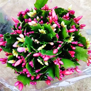 多色盆栽四季开花锦上添花脚趾兰带花苞绿植庭院室内外阳台易养