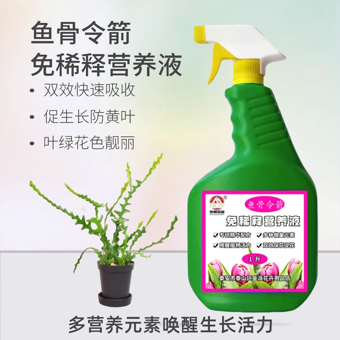 鱼骨令箭多肉植物免稀释营养液