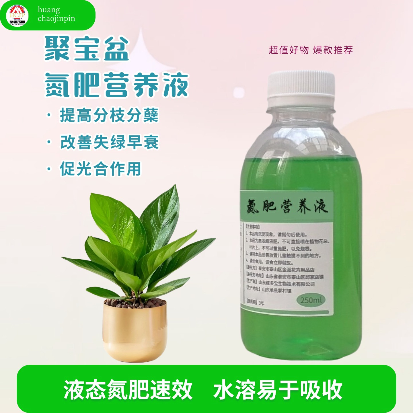 聚宝盆金叶子鸟巢花烛氮肥营养液
