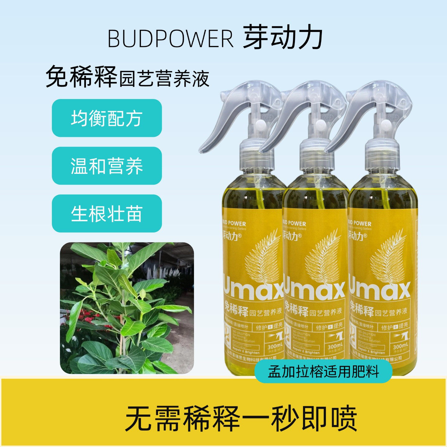 孟加拉榕盆栽绿植叶面喷施养花肥