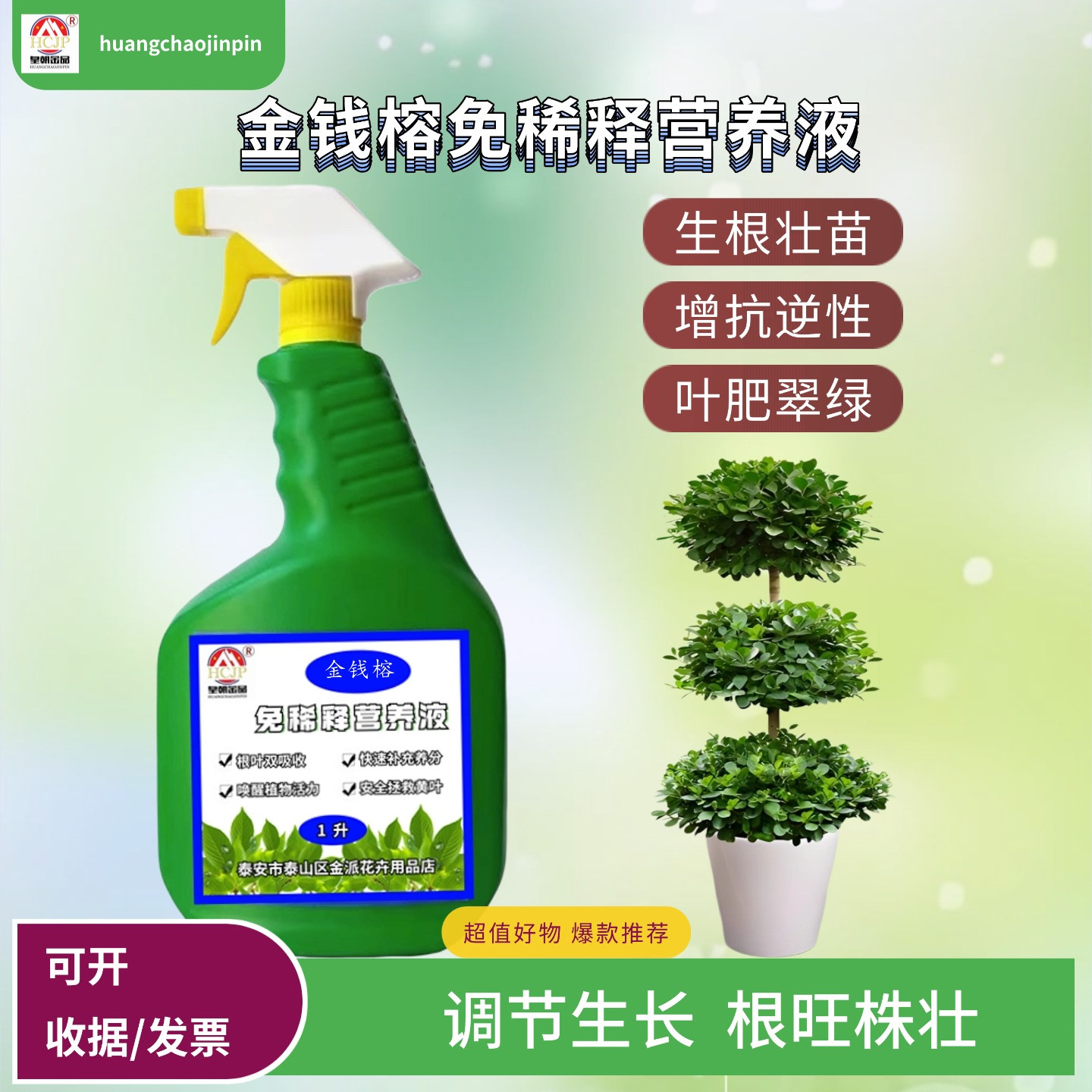 金钱榕免稀释营养液喷施叶面肥料