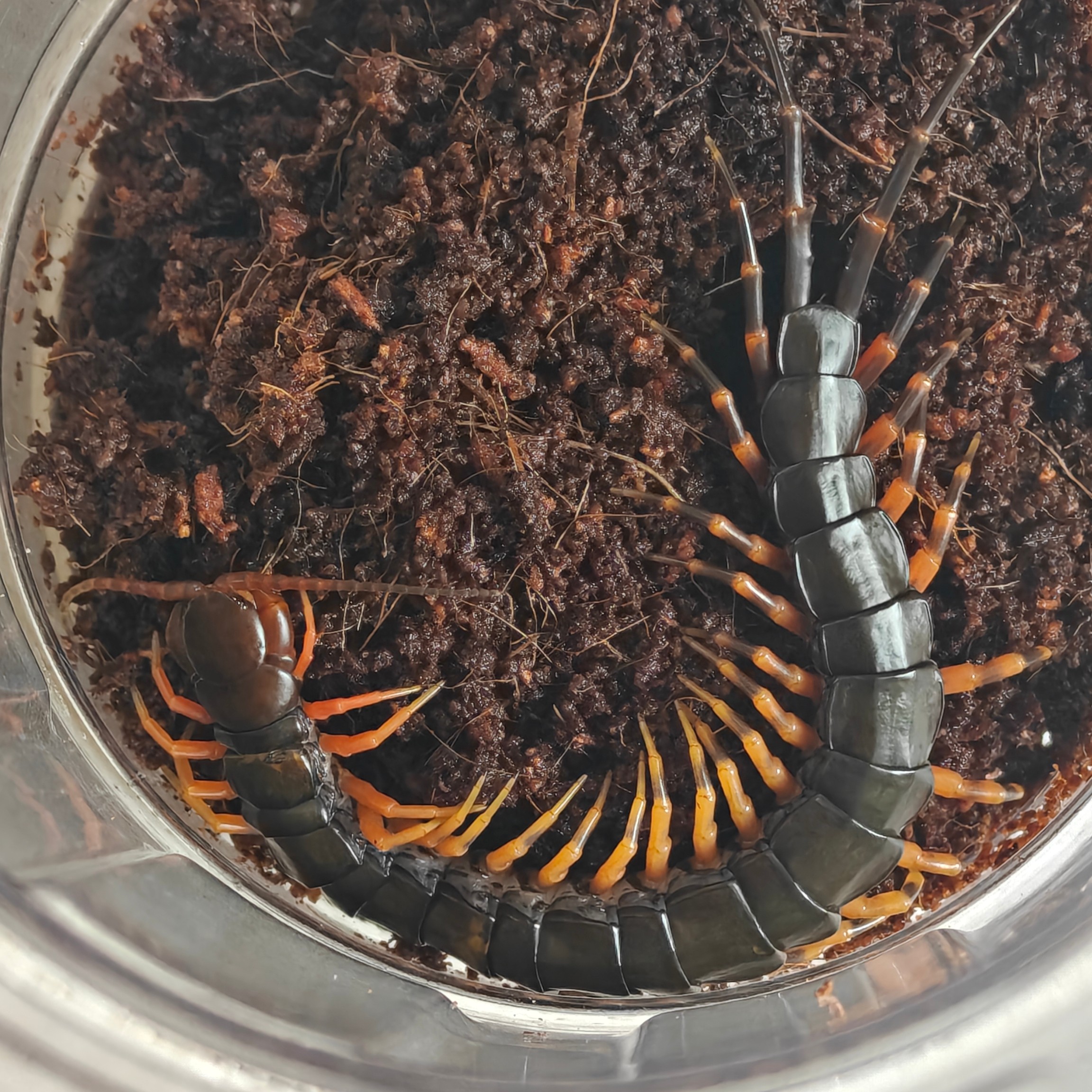 广西红龙蜈蚣活体宠物凶猛咬人桌特色爬宠/鸣虫