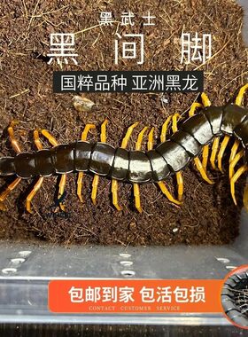 黑间脚蜈蚣活体宠物活物爬宠活体宠物活物爬宠活体宠物活物