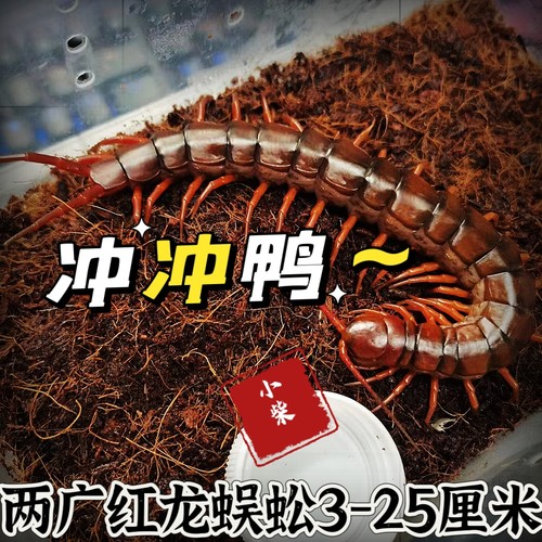 广西红龙蜈蚣泰国红龙3-28厘米
