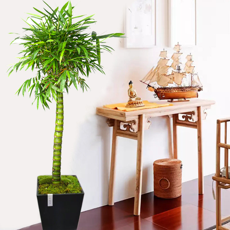 罗汉竹盆栽竹子盆景植物室外庭院花卉阳台客厅大型绿植佛肚竹盆栽