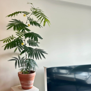 密叶猴耳环绿植含羞树室内客厅阳台网红热植日本密叶猴观叶小豆树