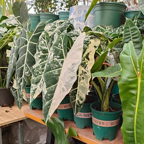 绿鹅锦海芋室内客厅网红植物