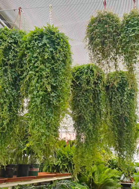 变色龙珊瑚蕨会变色的蕨类植物翠云蕨绿地珊瑚蕨室内好养新奇植物