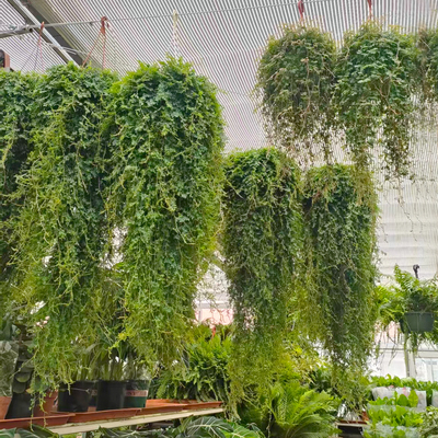 变色龙珊瑚蕨室内耐阴新奇植物