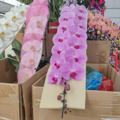 蝴蝶兰盆栽节日礼品花好养带花苞