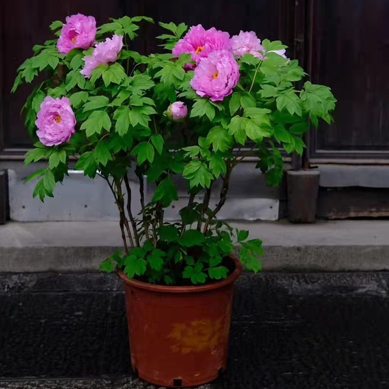 牡丹花盆栽带花苞客厅阳台高档年宵花卉庭院过冬耐寒植物牡丹花苗