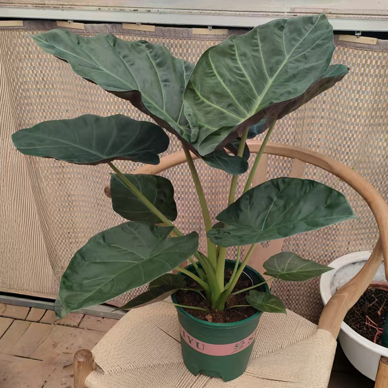 帝王盾海芋室内网红新宠观叶热植荧光绒面美叶高级感好养大叶绿植