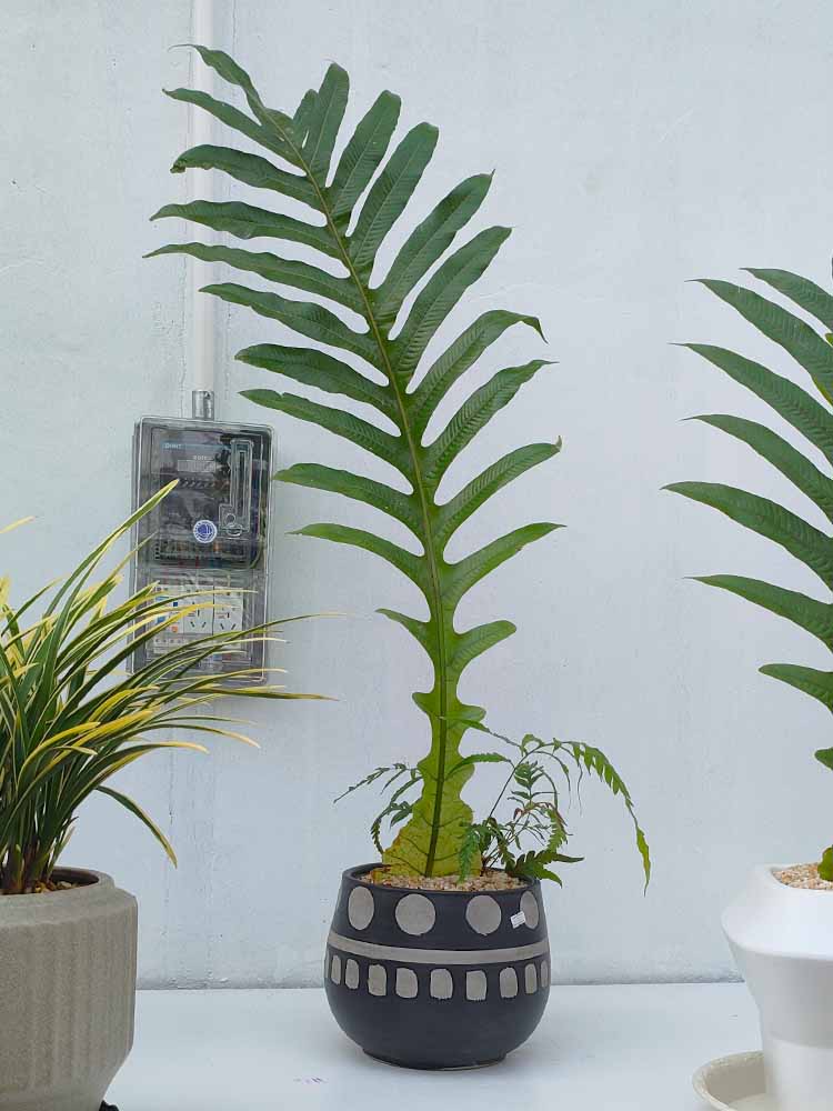 王冠蕨客厅卫生间加湿耐阴好养