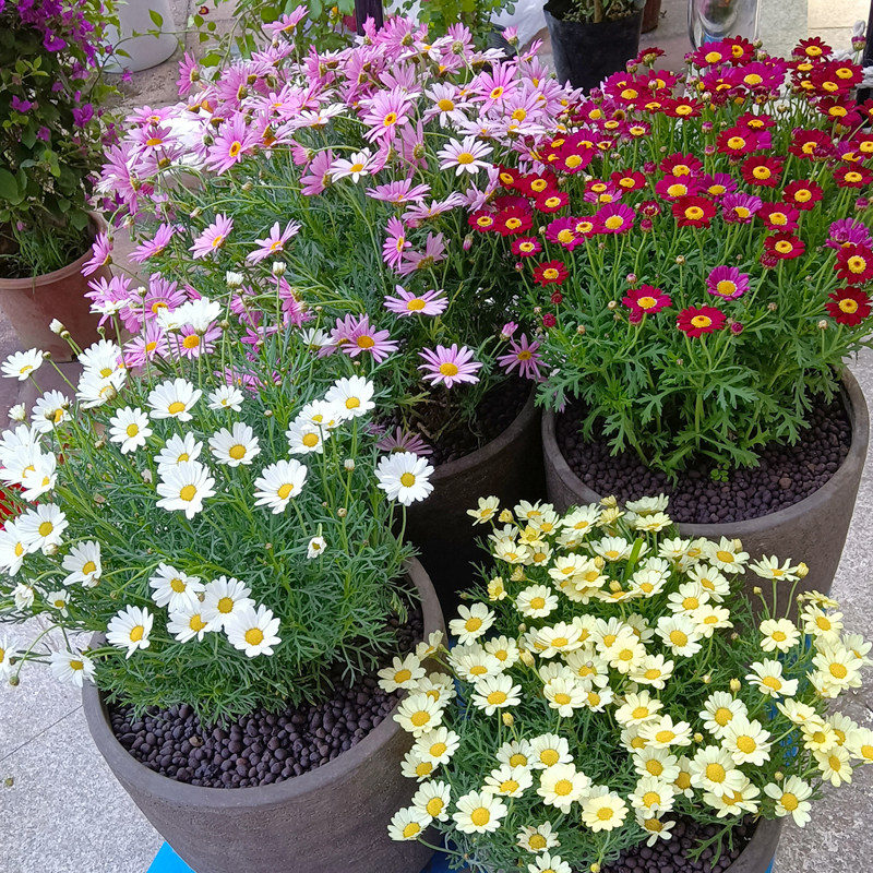 玛格丽特荷兰菊阳台花园开花好养