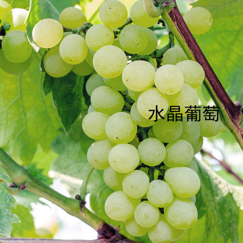 水晶葡萄味奇华顿香精diy葡萄皂香薰精油石膏扩香石自制香水原液