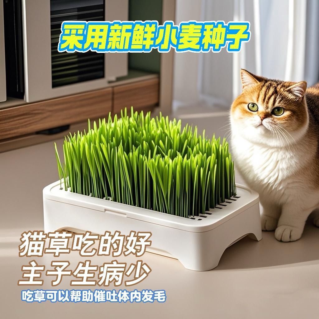 无土水培猫草盆栽种植盒懒人猫草种子育苗盘小麦化毛催吐助消化