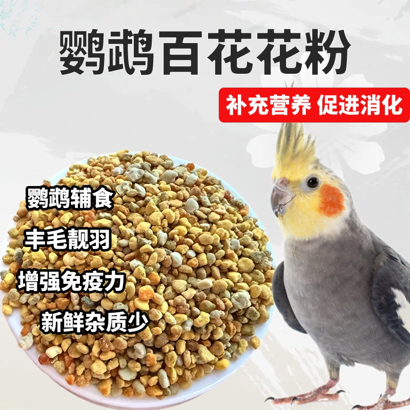 栗食谷鹦鹉训练奖励补充营养图片
