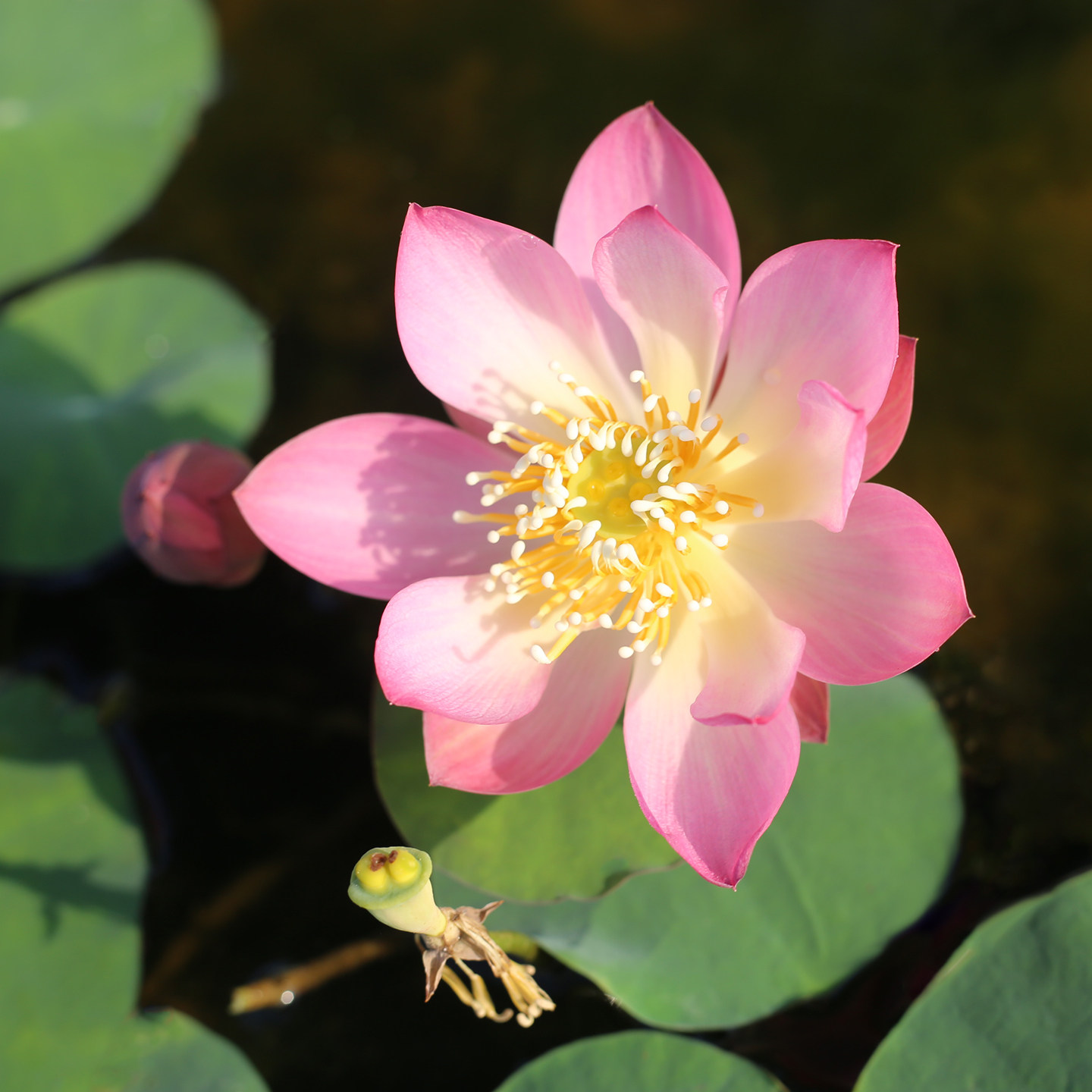 新品种《琼华》姜永慧微莲苑迷你碗莲种藕对版中式禅意微型荷花卉