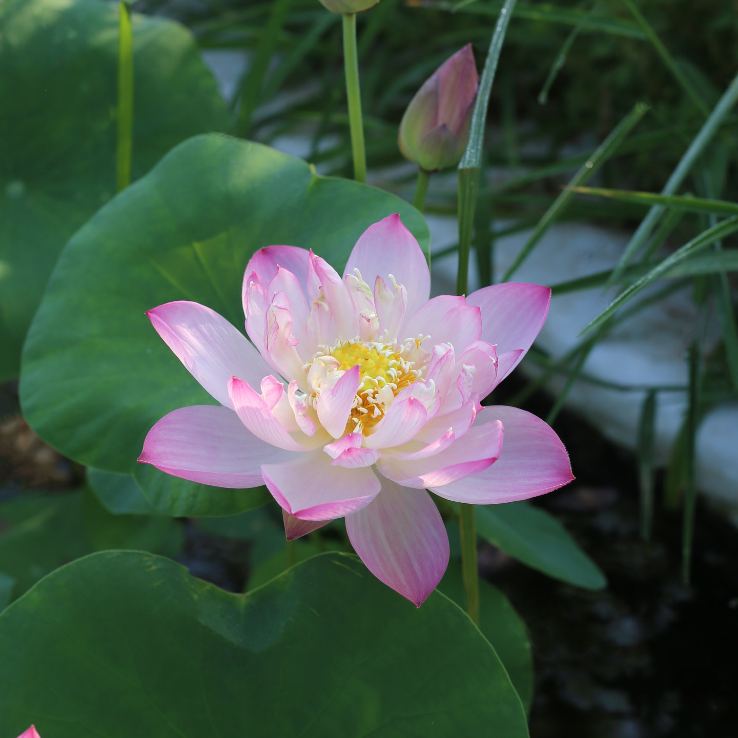 新品种《宫鼓》微型碗莲种藕小苗姜永慧微莲苑正品观赏荷花绿植