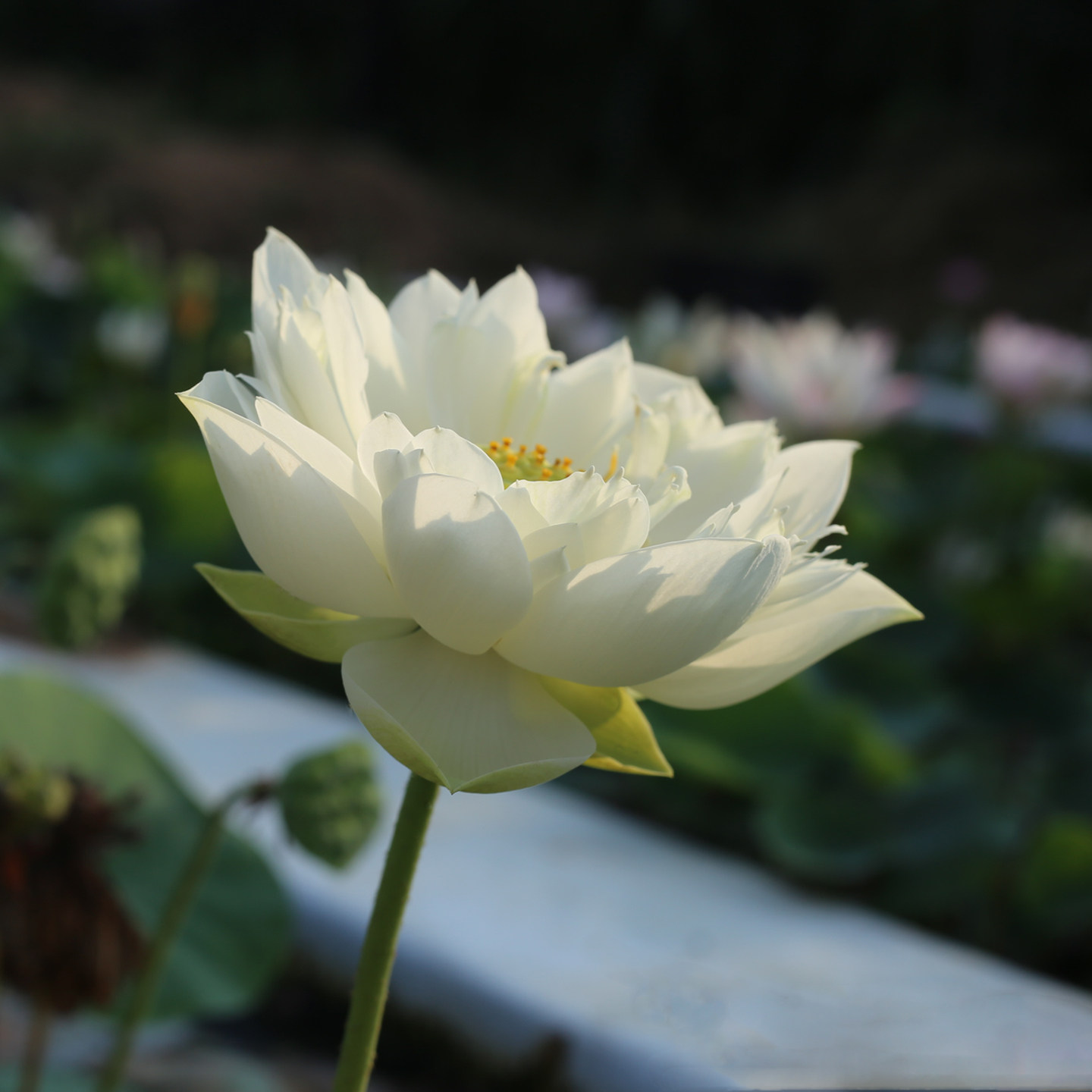 新品种《雪琉璃》微型碗莲种藕姜永慧微莲苑小盆易养禅意荷花根苗